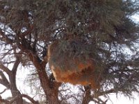 Webervogel-Nest